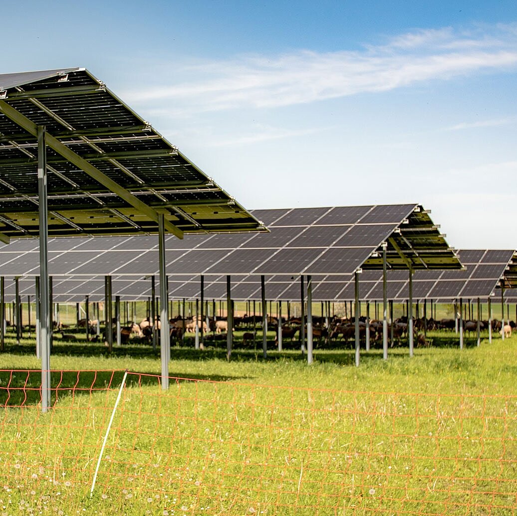 Eine Weide mit grünem Gras, auf der Alpakas unter einer Agri-PV-Anlage von SL Rack grasen.