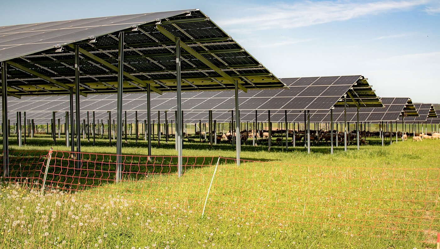 Eine Weide mit grünem Gras, auf der Alpakas unter einer Agri-PV-Anlage von SL Rack grasen.